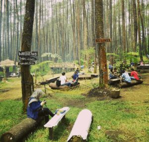 wisata bandung barat HUTAN PINUS PAL 16