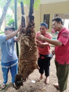 Pemotongan Hewan Qurban di Pesona Prima Cikahuripan 5 dan 6