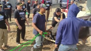 Hadiana direktur Kreasi Prima Land menyembelih hewan qurban sapi idul adha