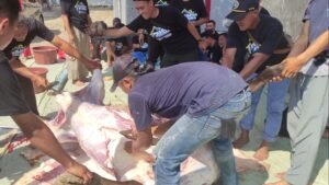 Pemotongan Sapi qurban di Pesona Prima 7 Rajamandala
