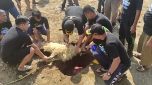 Hadiana direktur Kreasi Prima Land menyembelih hewan qurban domba idul adha