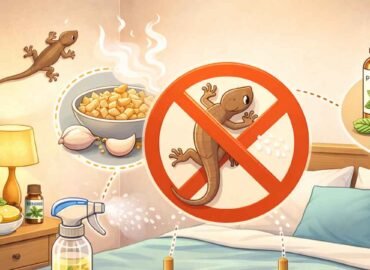 Cara Mengusir Cicak di Kamar Secara Alami, Aman, dan Menjaga Kebersihan Rumah